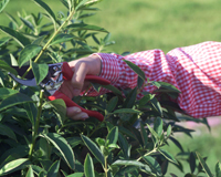 Gardening